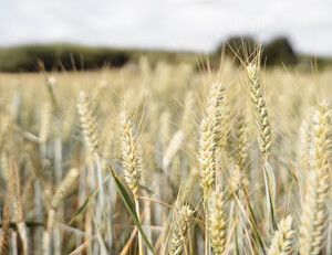 克里米亚队在欧洲预选赛中披荆斩棘